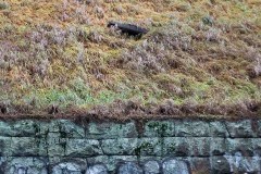 mini-img_9939_27174128